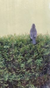Ein Vogel mit grauen und braunen Federn sitzt mit abgewandtem Blick auf einer üppigen grünen Hecke. Der Hintergrund ist eine schlichte hellgelbe Wand.